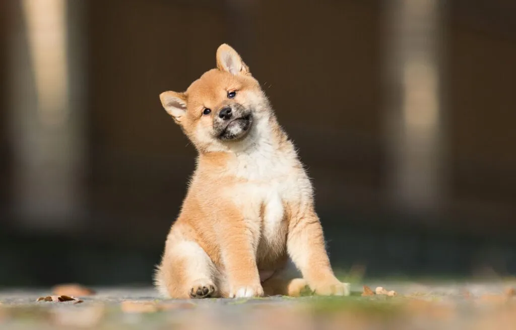 ŠIAULIAI Joga su Shiba inu