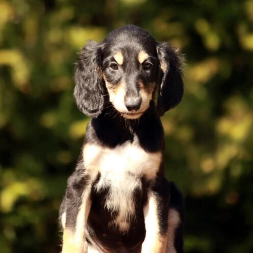 Joga su Saluki - Persų kurtais Vilniuje