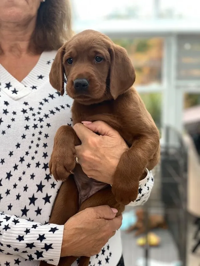 Joga su labradorais Kaune