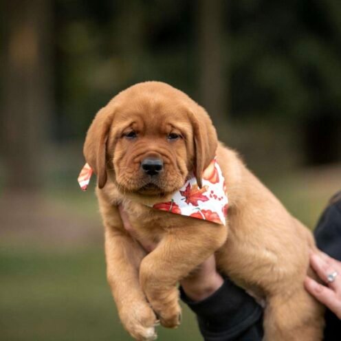 Joga su labradorais Kaune