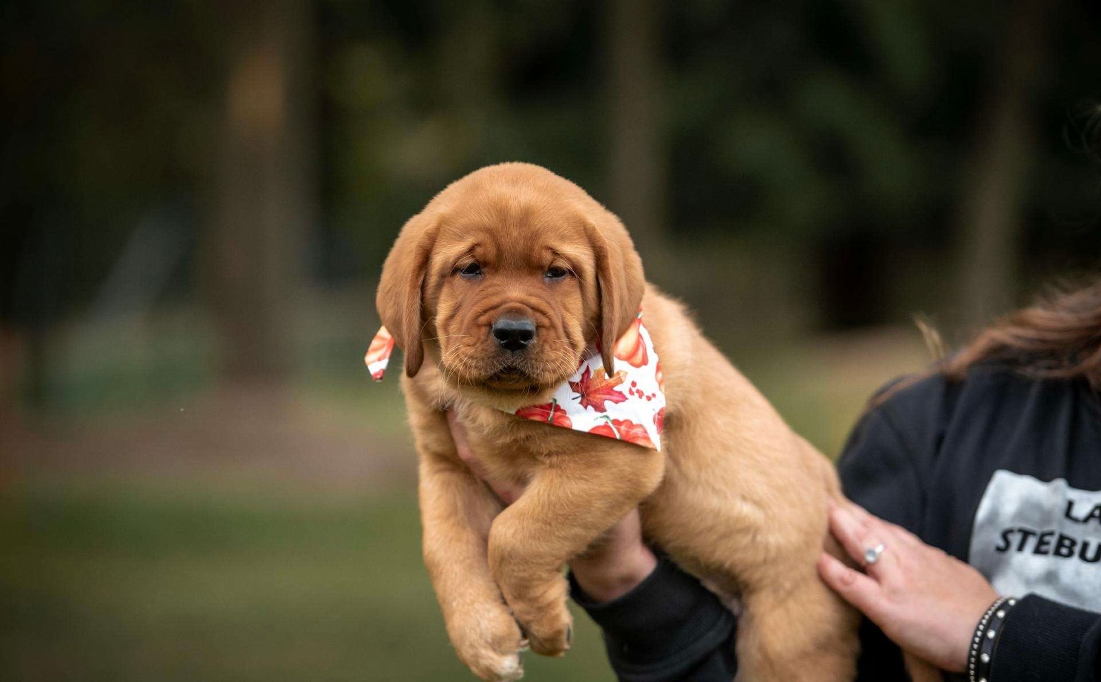 Joga su labradorais Kaune
