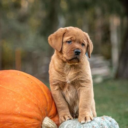 Joga su labradorais Šiauliuose