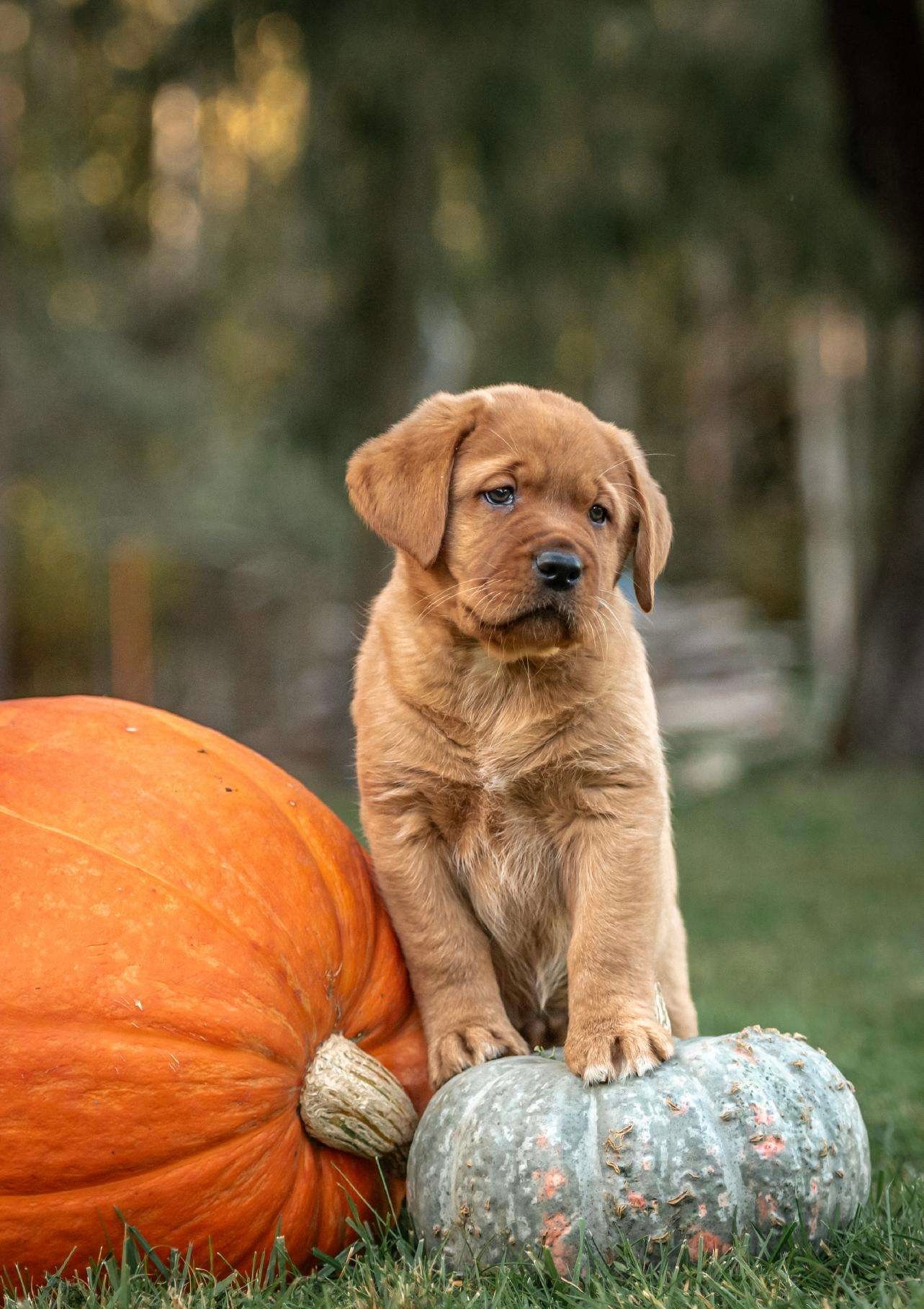 Joga su labradorais Šiauliuose