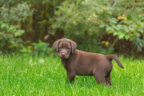 Joga su labradorais Šiauliuose