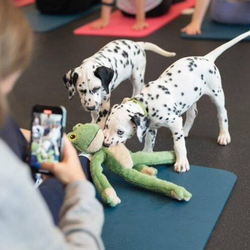 Joga su Dalmatinais Šiauliuose