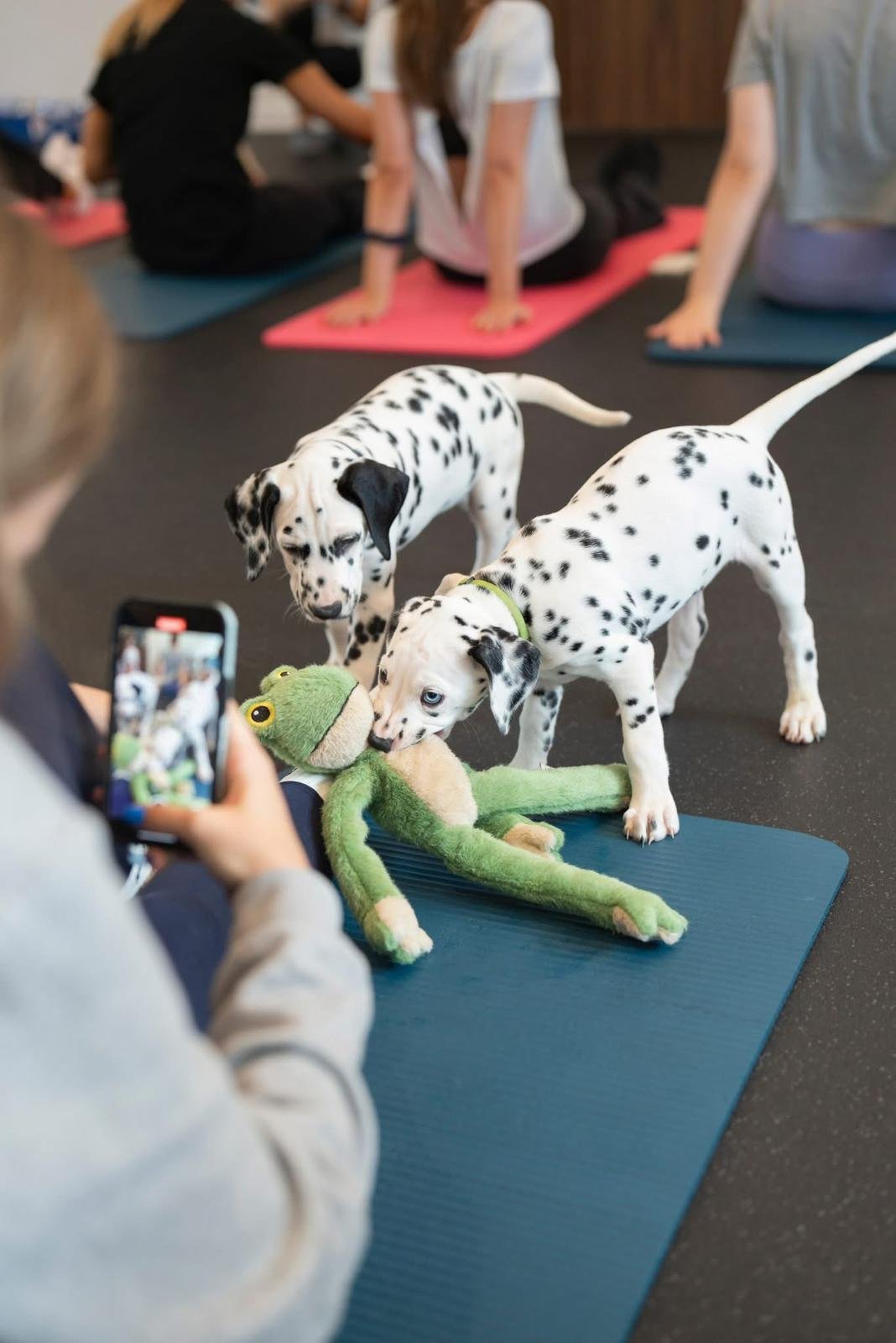 Joga su Dalmatinais Šiauliuose