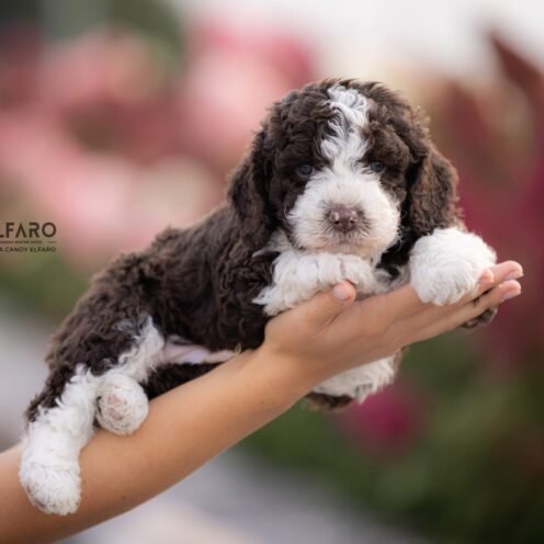 Joga su Ispanų vandens šuniukais Vilniuje