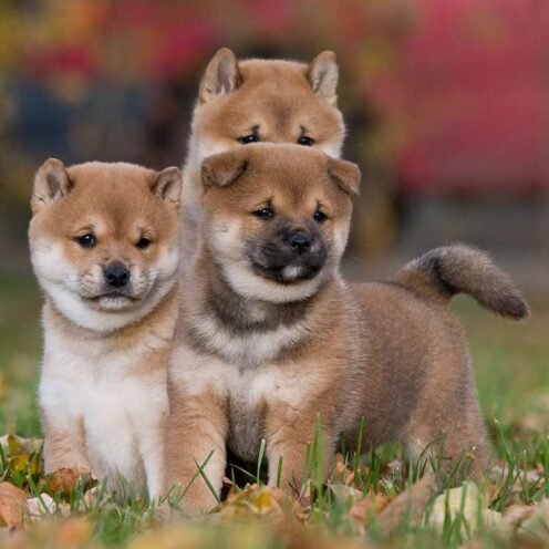 Joga su Shiba Inu Kaune