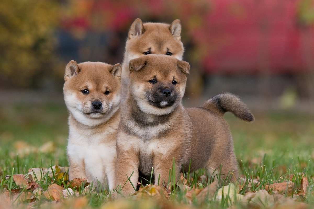 Joga su Shiba Inu Kaune