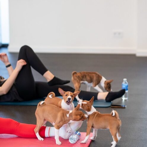 Joga su Basendžiais Vilniuje