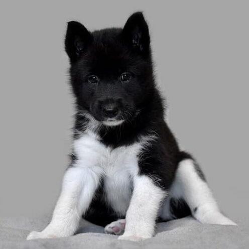 Joga su Rusu Europine Laika Vilniuje