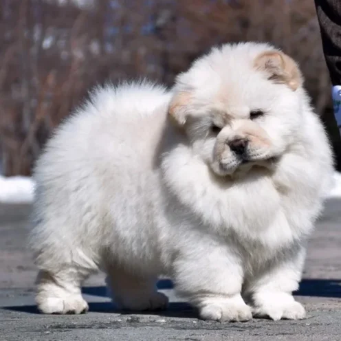 Joga su Čiau Čiau Kaune