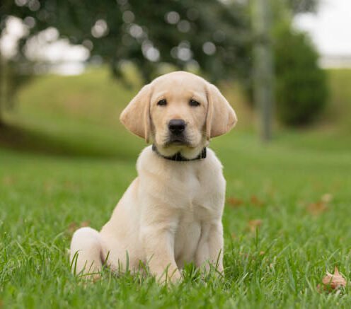 Joga su labradorais Kaune