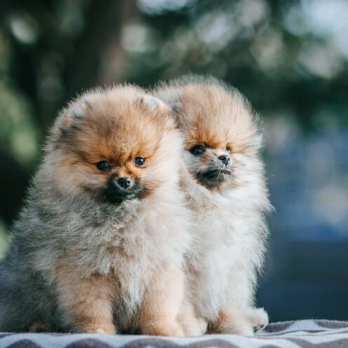 NUOLAIDA Joga su Špicais Kaune