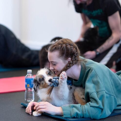 Joga su Australų aviganiais Kaune