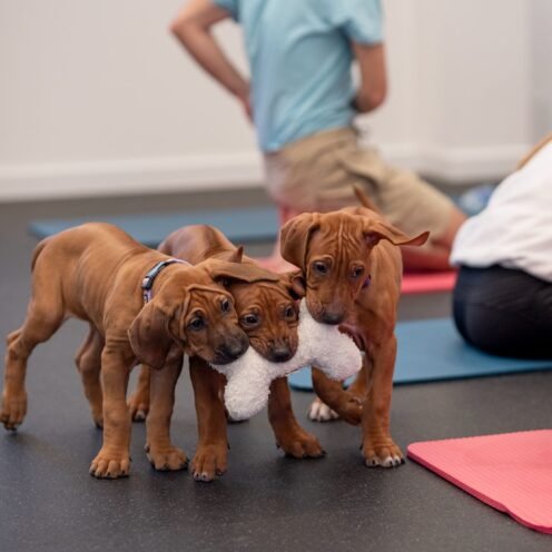 NUOLAIDA Joga su Rodezijos ridžbekais Kaune