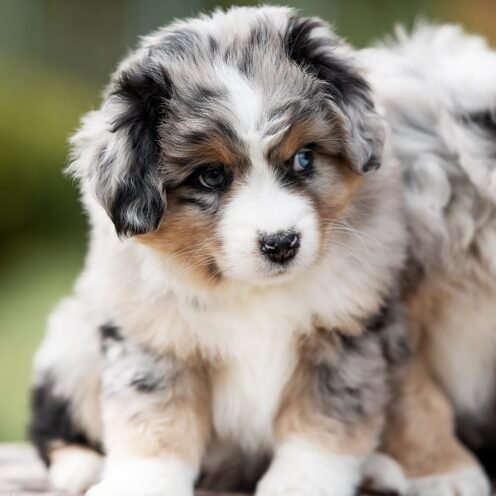 Joga su Australų aviganiais Kaune