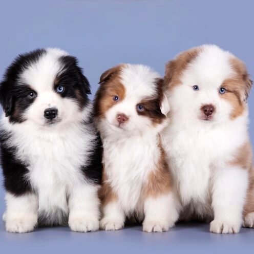 Joga su Amerikiečių Miniatiūriniais Aviganiais Vilniuje