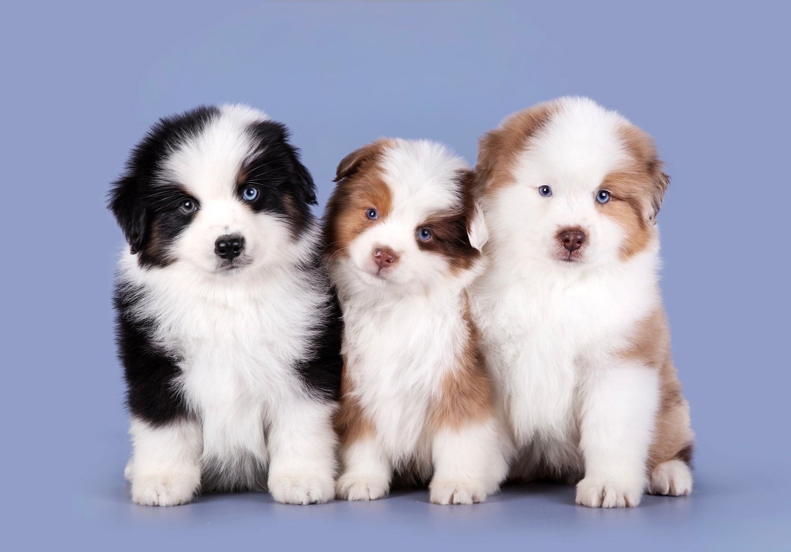 Joga su Amerikiečių Miniatiūriniais Aviganiais Vilniuje