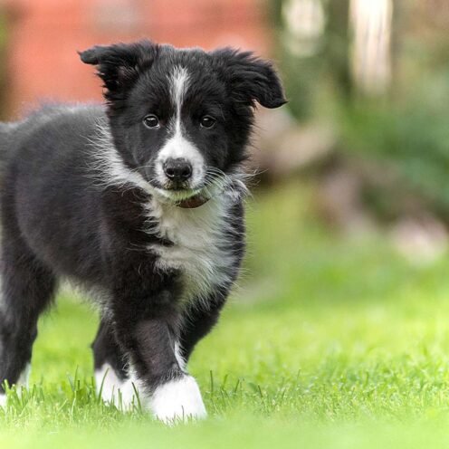 Joga su Borderkoliais Vilniuje