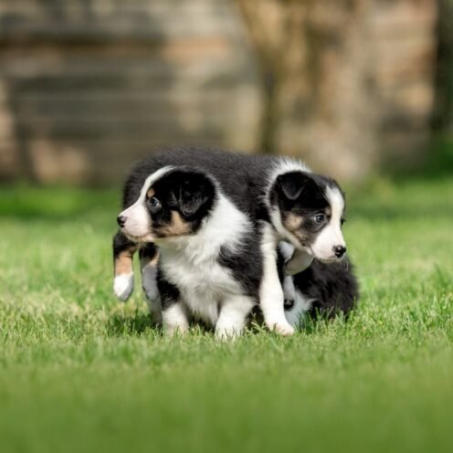 Joga su Borderkoliais Kaune