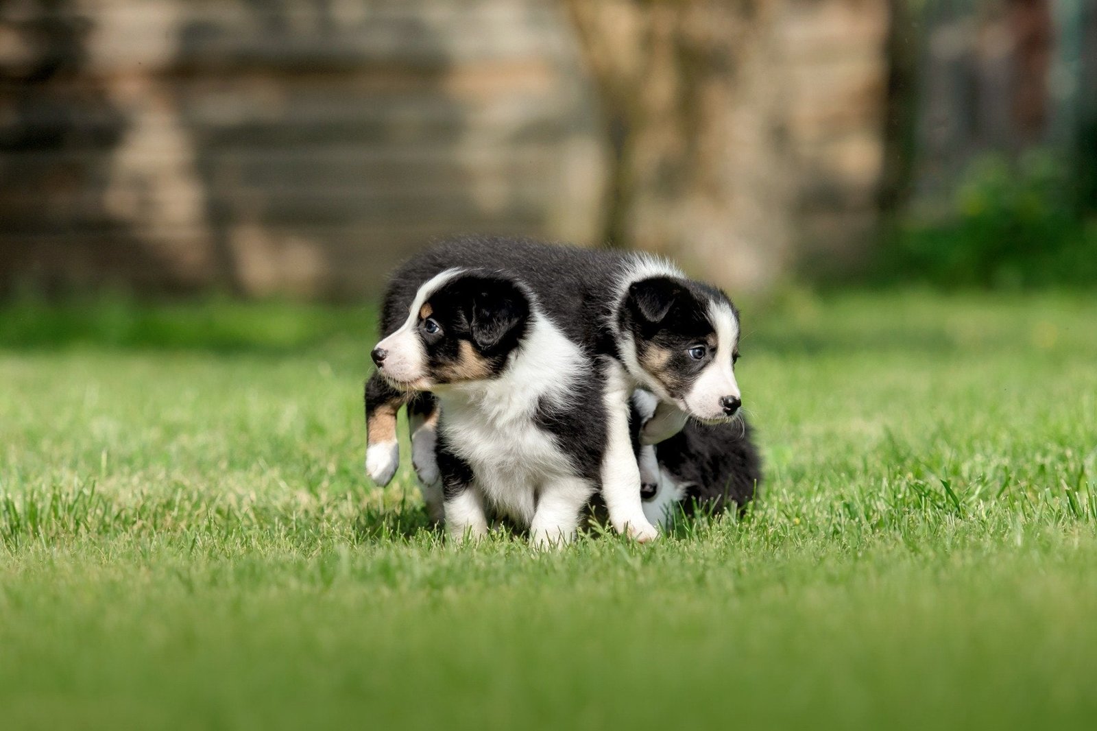Joga su Borderkoliais Kaune