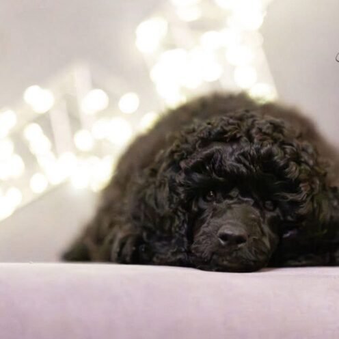 Joga su mažaisiais/vidutiniais pudeliais Vilniuje