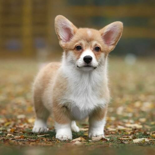 Joga su Korgiais Vilniuje