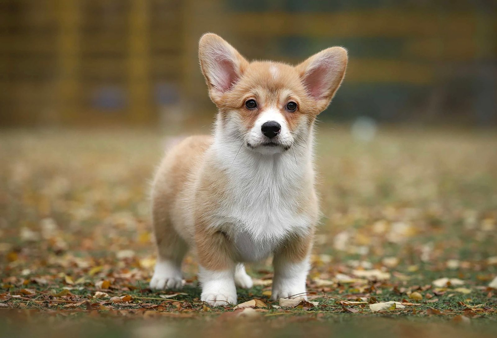 Joga su Korgiais Vilniuje