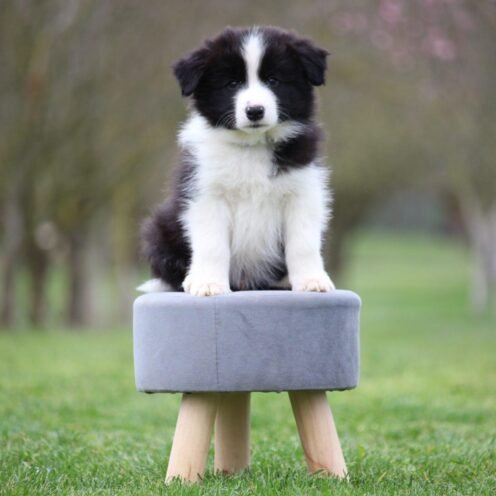 Joga su Borderkoliais Kaune