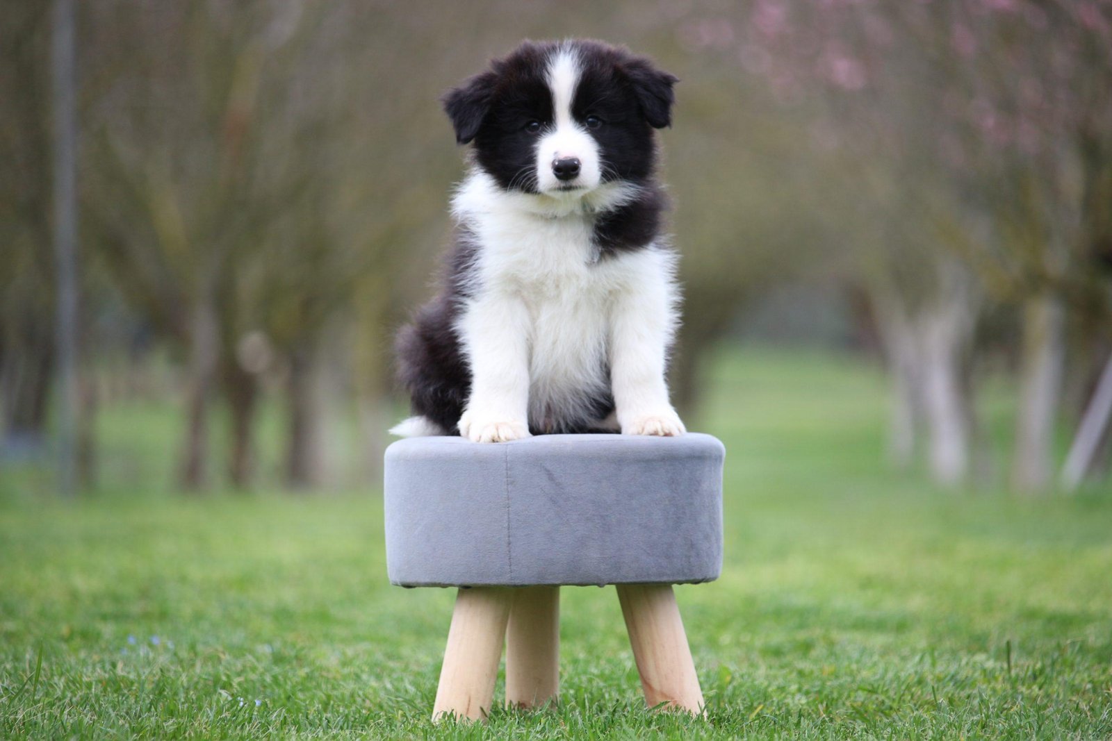 Joga su Borderkoliais Kaune