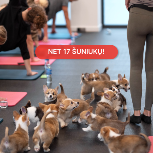 Joga su Korgiais Vilniuje