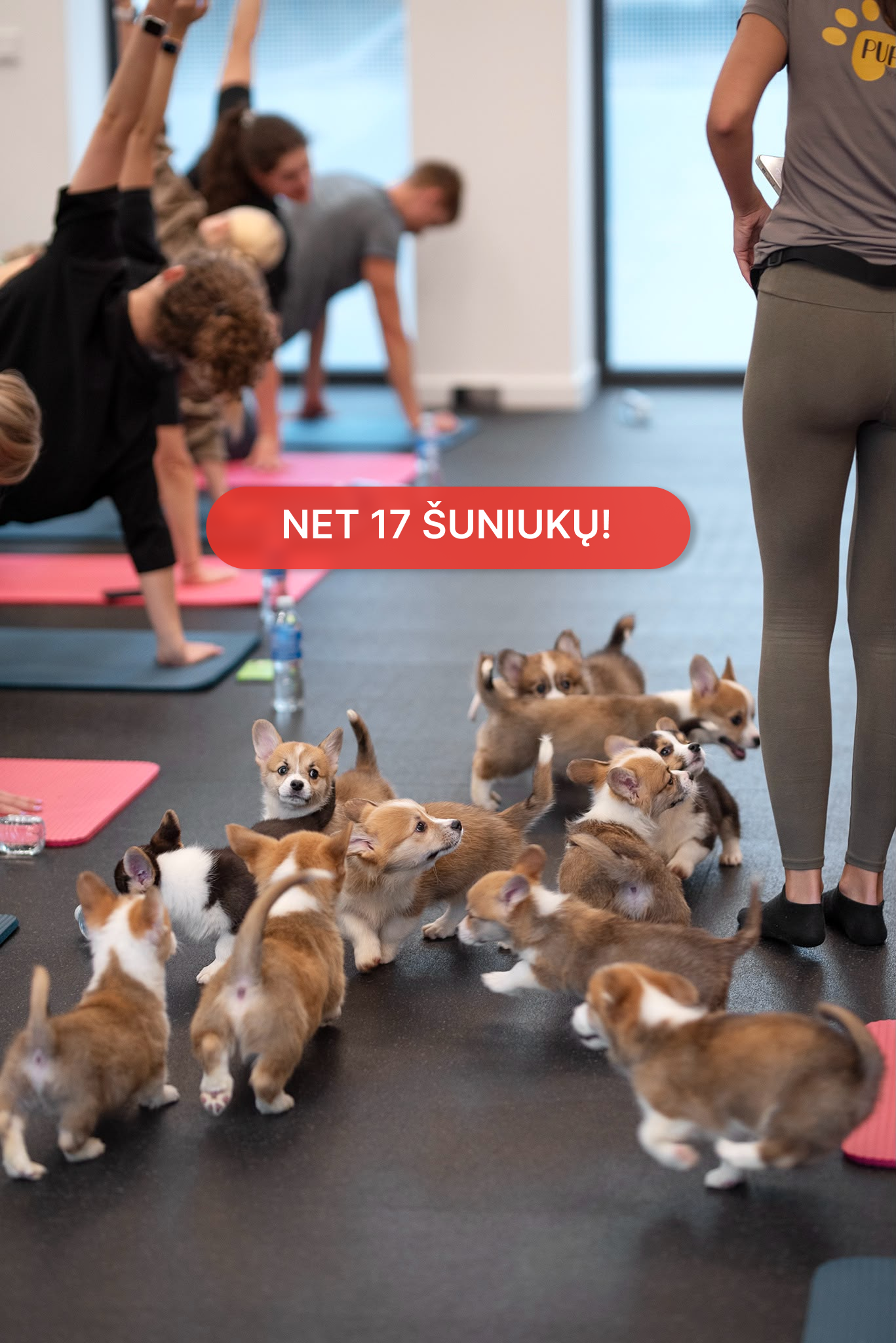 Joga su Korgiais Vilniuje