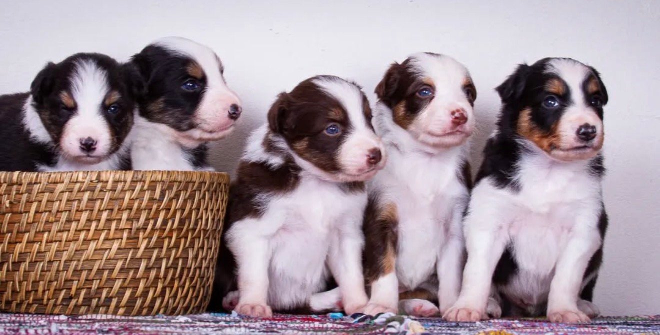 Joga su Borderkoliais Kaune