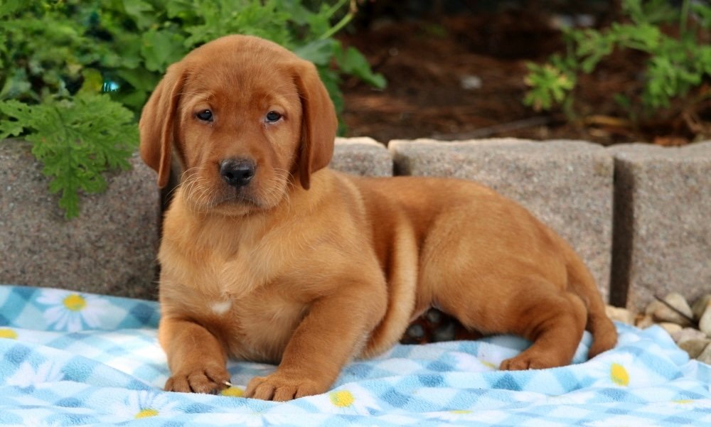 Joga su labradorais Klaipėdoje
