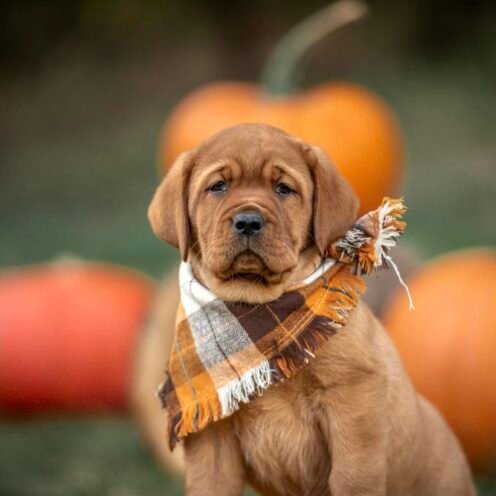 Joga su labradorais Klaipėdoje