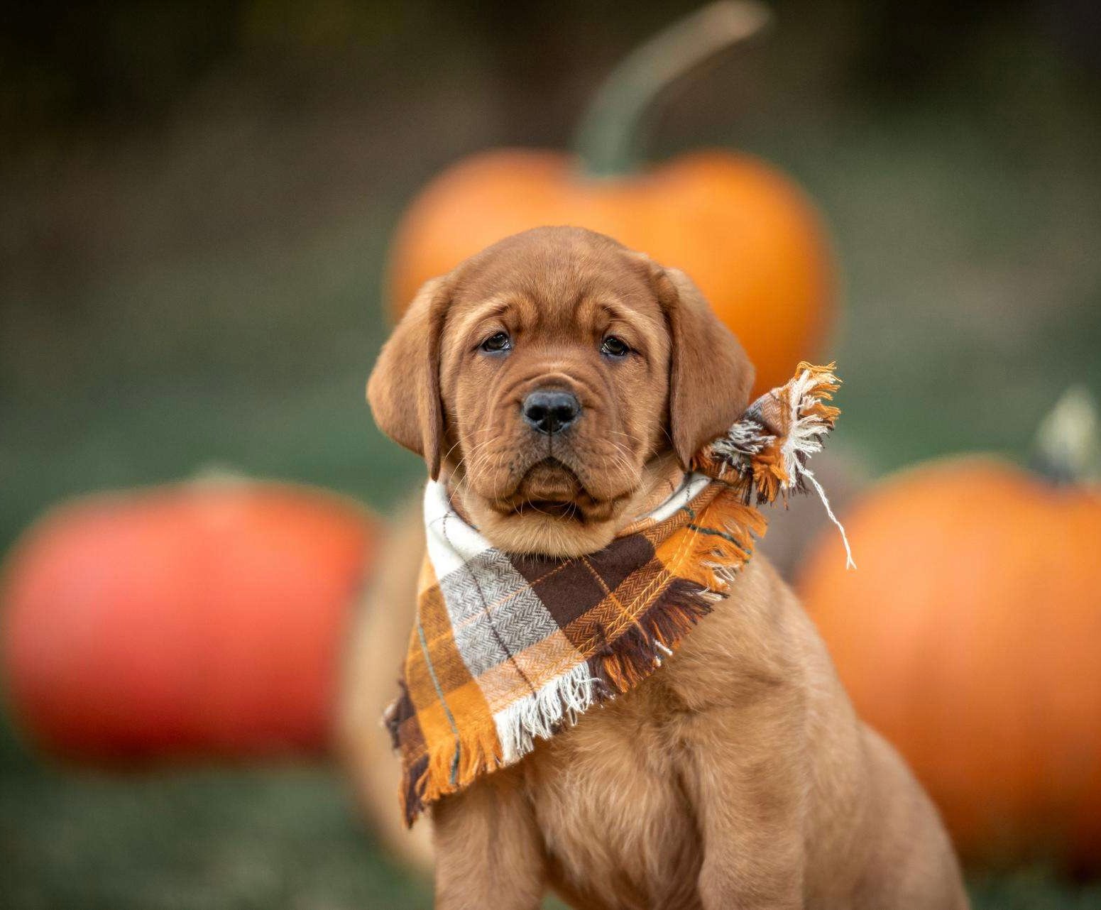 Joga su labradorais Klaipėdoje