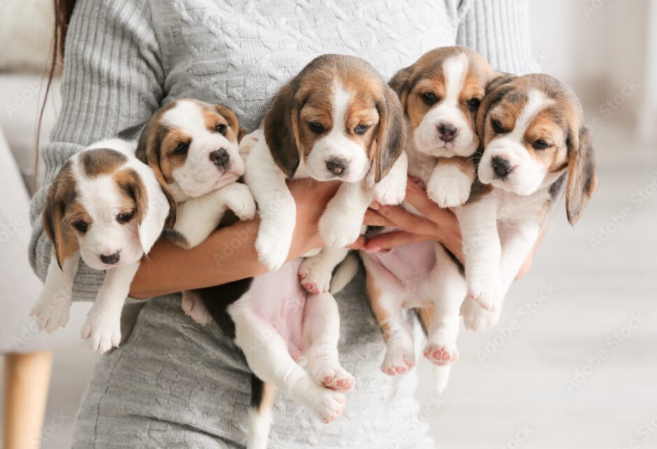 Joga su Bigliais Šiauliuose