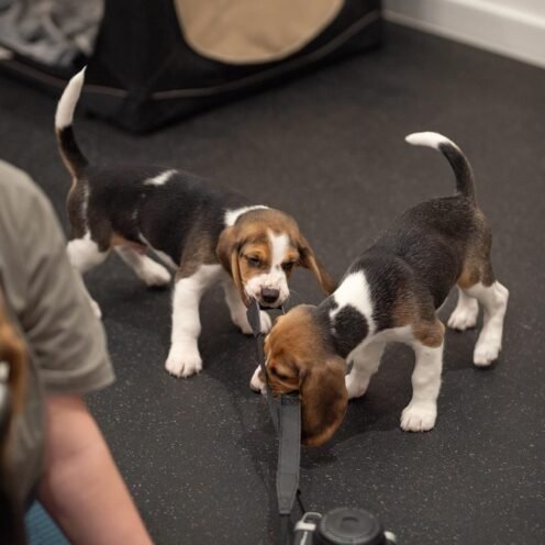 Joga su Bigliais Šiauliuose