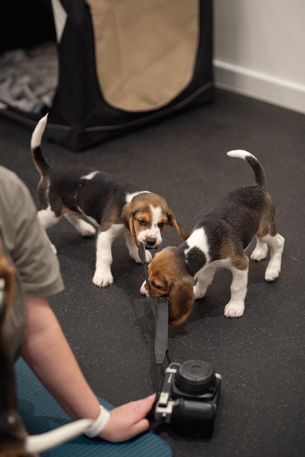 Joga su Bigliais Šiauliuose