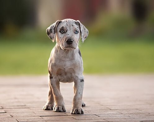 Joga su Katahulos Leopardiniais šuniukais Kaune