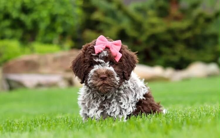 Joga su Romanijos vandens šuniukais (Lagotto Romagnolo) Vilniuje NET 15 mažylių!