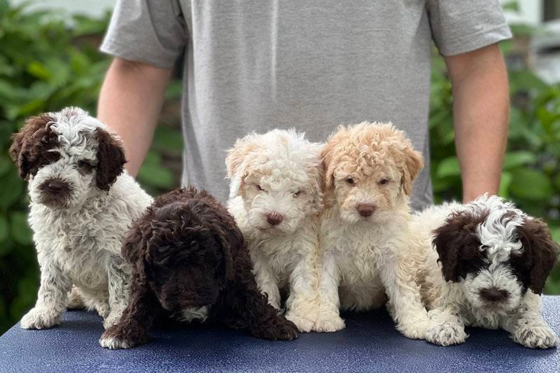 Joga su Romanijos vandens šuniukais (Lagotto Romagnolo) Kaune