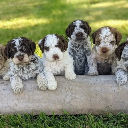 Joga su Romanijos vandens šuniukais (Lagotto Romagnolo) Vilniuje