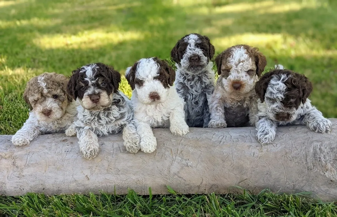 Joga su Romanijos vandens šuniukais (Lagotto Romagnolo) Vilniuje