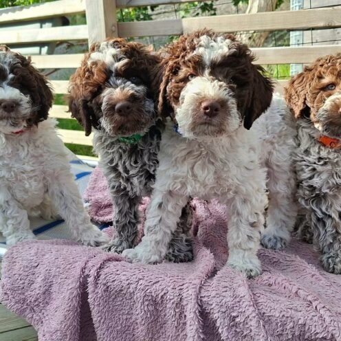 Joga su Romanijos vandens šuniukais (Lagotto Romagnolo) Kaune NET 15 mažylių!