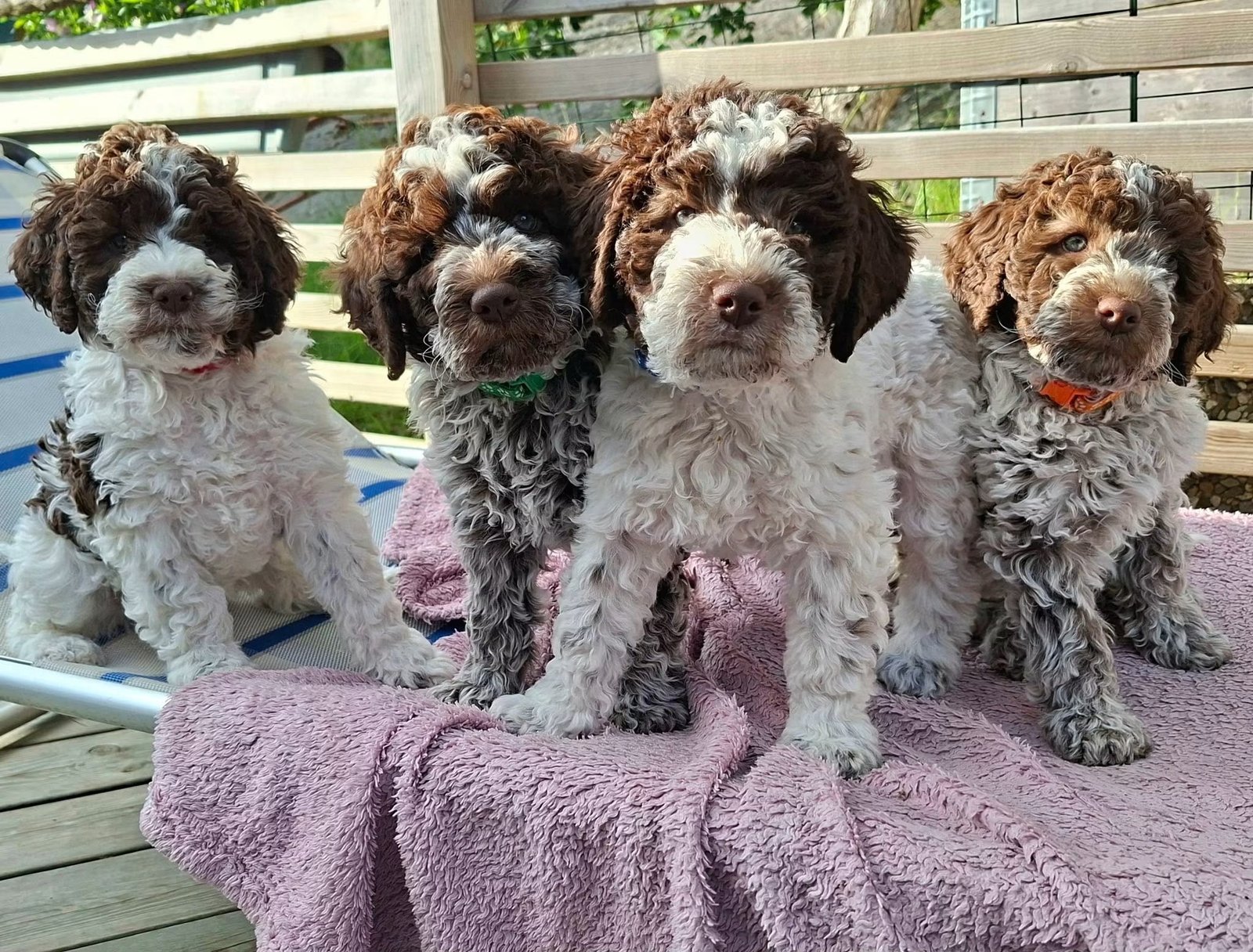 Joga su Romanijos vandens šuniukais (Lagotto Romagnolo) Kaune NET 15 mažylių!