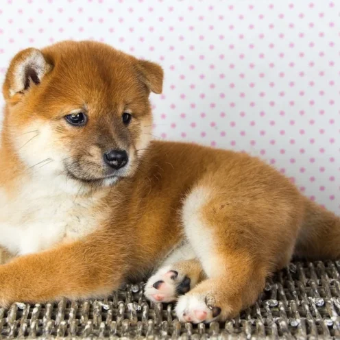 Joga su Shiba Inu Vilniuje