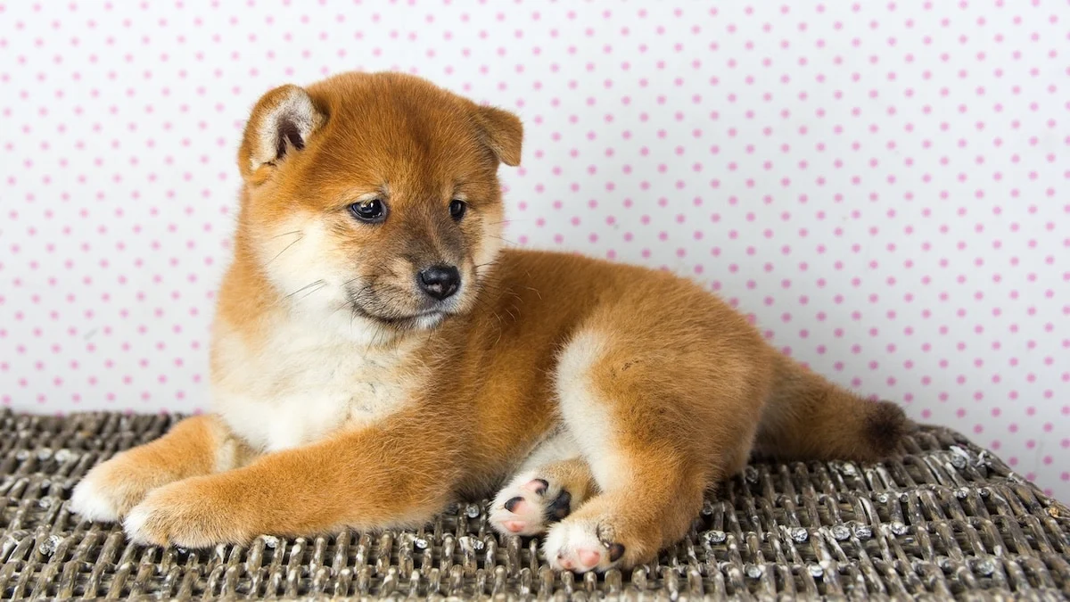 Joga su Shiba Inu Vilniuje
