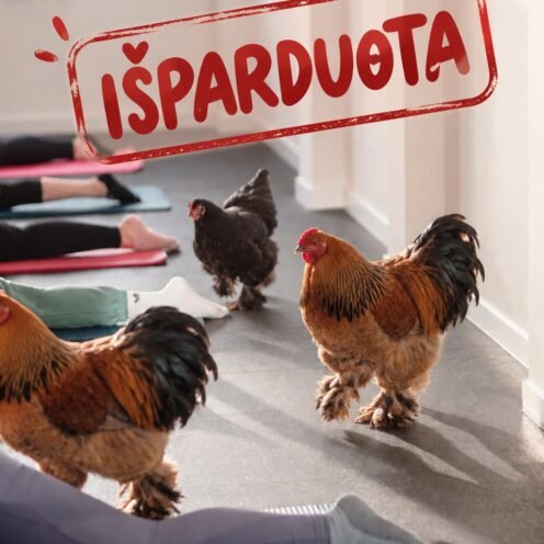 Joga su vištomis!